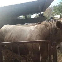 گوساله چاق شاروله نر  دوراس