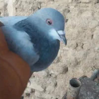 ماده دمگیر