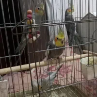 عروس هلندی|پرنده|هشتگرد, قاسم آباد بزرگ|دیوار