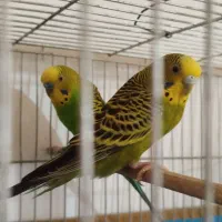 مرغ عشق مولد با جوجه