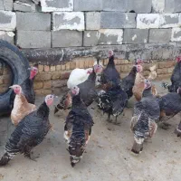 بوقلمون کوردی|حیوانات مزرعه|کامیاران, |دیوار