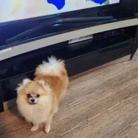 میز‌تلویزیون ترک تمام زاویه داره و منحنی