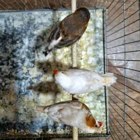 فنچ ایزابل ، اورنج|پرنده|ری, حمزهآباد|دیوار