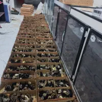 اردک بلک مرندی|حیوانات مزرعه|بیرجند, |دیوار