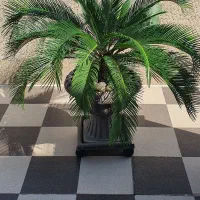سیکاس|گل و گیاه طبیعی|تهران, دروس|دیوار