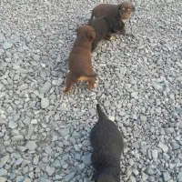 سگ پاه کوتاه|سگ|لاهیجان, بازکیاگوراب|دیوار