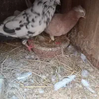 کبوتر پرشی اس