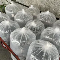 بچه ماهی کپور و آمور  خرید حضوری