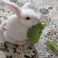 خرگوش|موش و خرگوش|قم, پردیسان|دیوار