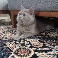 گربه|گربه|اهواز, کارون|دیوار