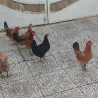 مرغ و خروس