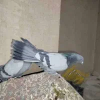 کبوتر