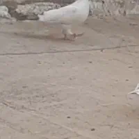 گمشده|حیوانات|آران و بیدگل, |دیوار