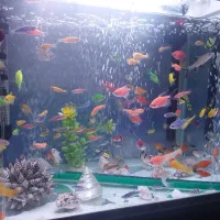 اکواریوم با ماهی