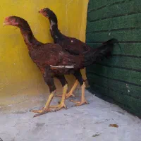 کبوترمیخام