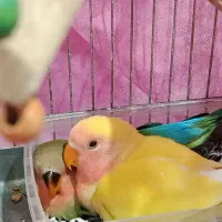 طوطی برزیلی|پرنده|تهران, جیحون|دیوار