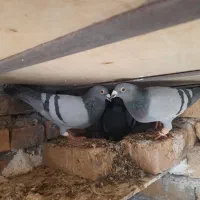 جوجه کبوتر|پرنده|گناباد, |دیوار