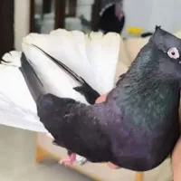 کبوتر دم سفید