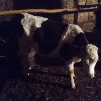 گاوسمینتال|حیوانات مزرعه|سیلوانه, |دیوار