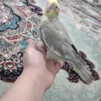 عروس هلندی