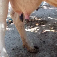 گاو