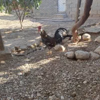خروس گلین جوان|حیوانات مزرعه|داراب, |دیوار