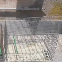 قفس قناری