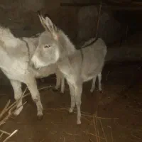 ماده خر یک و نیم ساله|حیوانات مزرعه|مشهد, کارده|دیوار