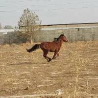 اسب مادیان آبستن و کره نریان