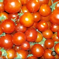 گورجه محلی روئین