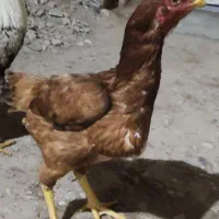 مرغ لاری اصیل