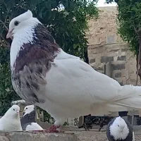 بوم کبوتر پرشی و طوقی