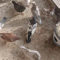 کبوتران غریب