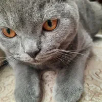 گربه بریتیش واسکاتیش|گربه|قزوین, |دیوار