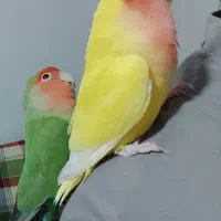 طوطی برزیلی نرو ماده
