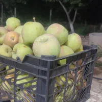 سیب گلاب|خوردنی و آشامیدنی|مشهد, جنت|دیوار