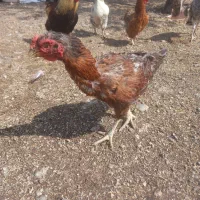 مرغ لاری