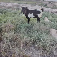 فروش کهره نر دورگ پاکستانی