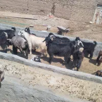 گوسفند و کره پرواری