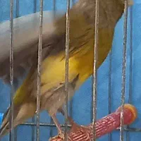 قناری نر مست