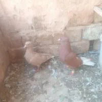 نرو ماده دم سفید