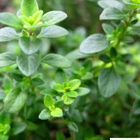 آویشن باغی   فروش عمده