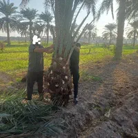 عرضه کننده نخل خرما بچه کنتار خرید