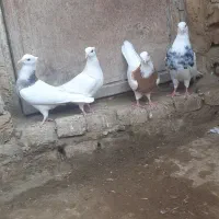 کفتر طوقی|پرنده|کبودرآهنگ, |دیوار