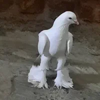 کبوتر پارپاری اوجا پاچا