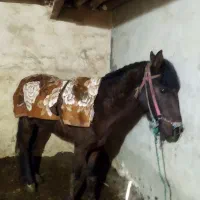 اسب نر ۵سال