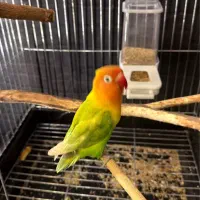 کوتوله برزیلی پارگرین اوپلاین مولد با تخم معاوضه