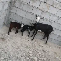 کهره جمولی شیری با ۲تا بچه نر و ماده