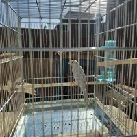 قناری سیلور نر