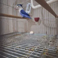 عروس هلندی هدلایت کوتوله گرینچک|پرنده|شیراز, فرودگاه شهید دستغیب شیراز|دیوار